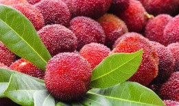 杨梅深圳最新爆料,揭秘深圳杨梅产业的崛起与挑战