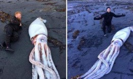 电鳗最新爆料图片大全,高清图片大全揭秘神秘生物世界