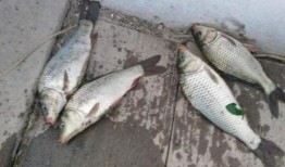 最新偷鱼爆料新闻事件是什么,揭秘黑幕，渔民权益再受挑战