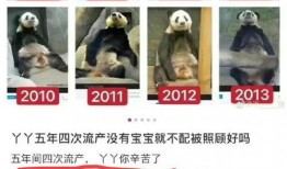 熊猫yy最新爆料消息,揭秘娱乐圈最新动态